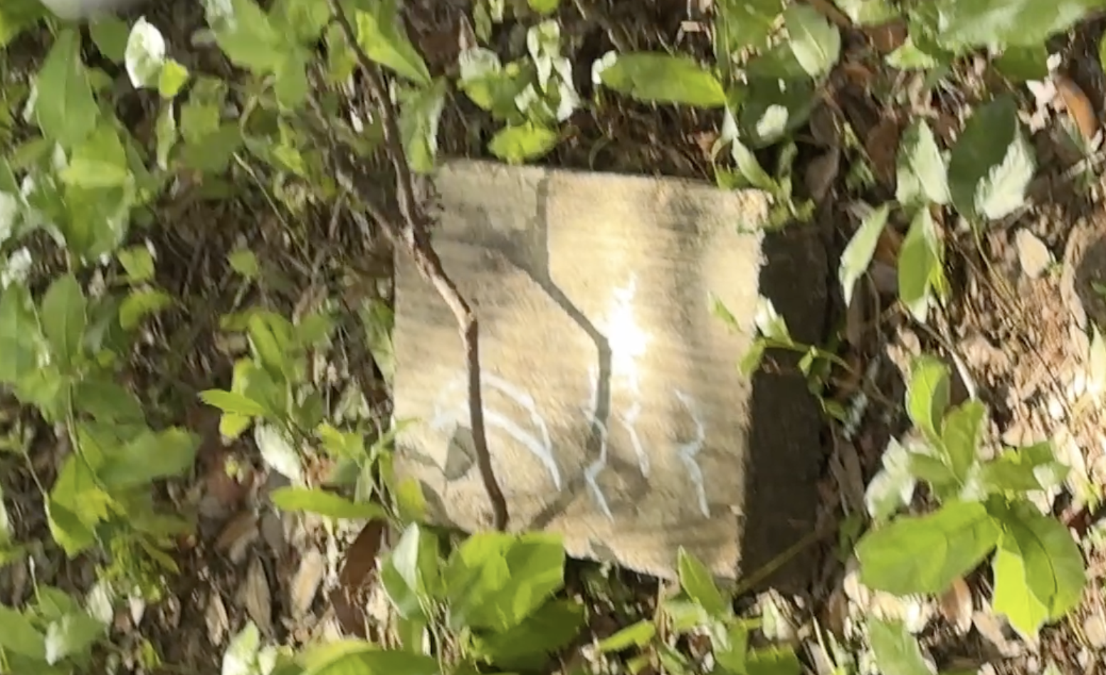 A mysterious painted symbol hidden among green leaves